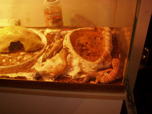 Goldie, Storm, and Lyle