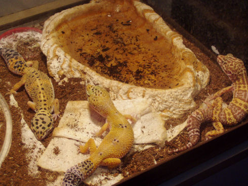 Goldie, Storm, and Lyle