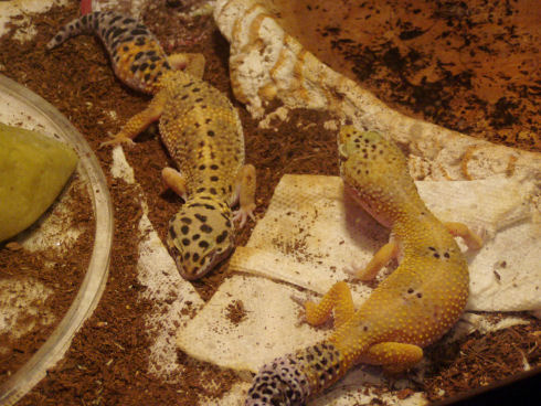 Goldie and Storm