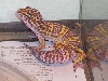 Lyle's first picture