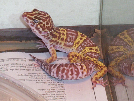 Lyle's first picture