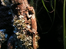 1.0 Uroplatus.s.sikorae