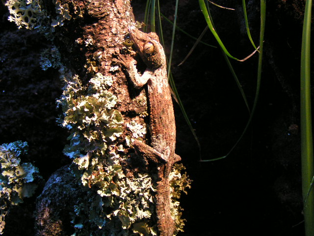 1.0 Uroplatus.s.sikorae