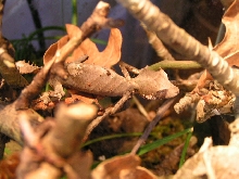1.0 Uroplatus.phantasticus