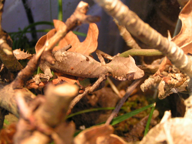 1.0 Uroplatus.phantasticus