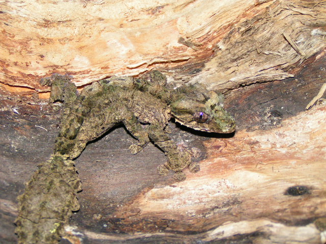 1.0 Uroplatus.pietchmanni