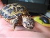 My Russian Tortoise
