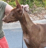 PH puppy head shot