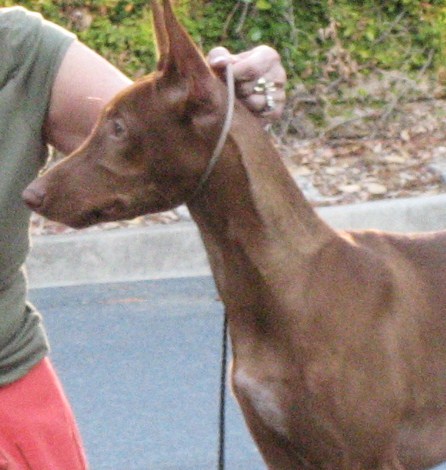 PH puppy head shot