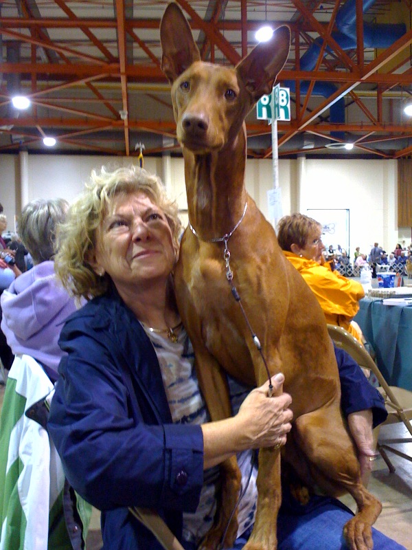 lap sitting dog
