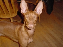 big ears