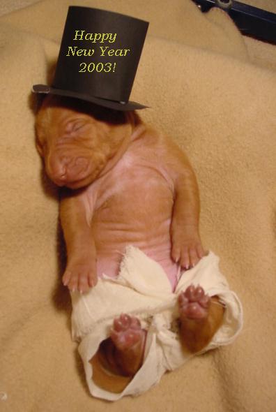 Happy New Year Puppy