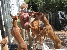 wild dogs
