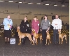 Pharaoh puppies