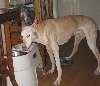 Anubis June 08
