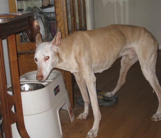 Anubis June 08