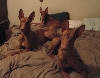 3 bad boys