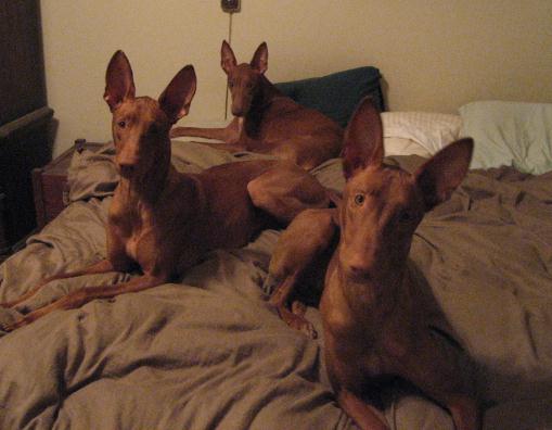 3 bad boys