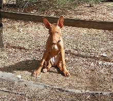 Silly puppy