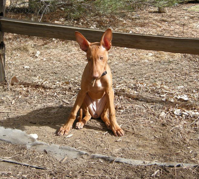 Silly puppy