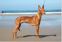 Wyatt on the beach