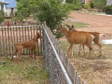 Koby and deer