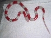 albino sin/nelson