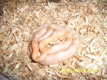 snow corn