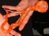 2004 albino? motley corn