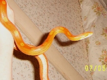 04 motley corn
