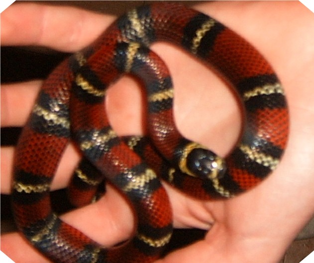 2004 black milk  snake