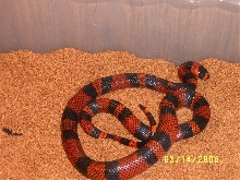 tangerine honduran