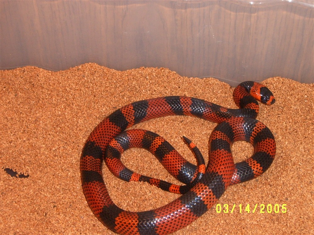 tangerine honduran