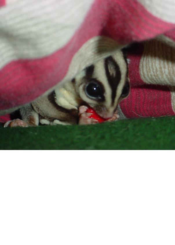 Gizmo