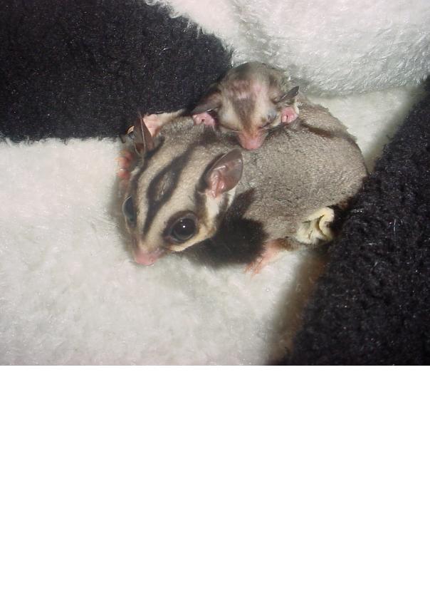 Gizmo and Riley
