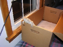 feeding box