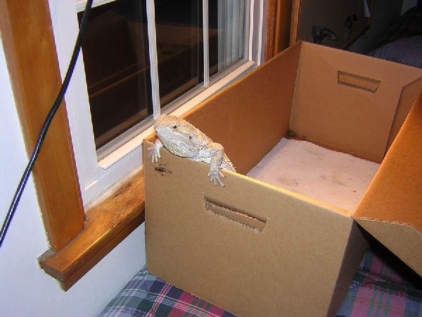 feeding box