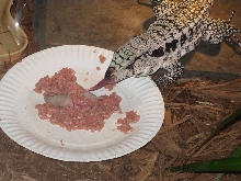 meal time
