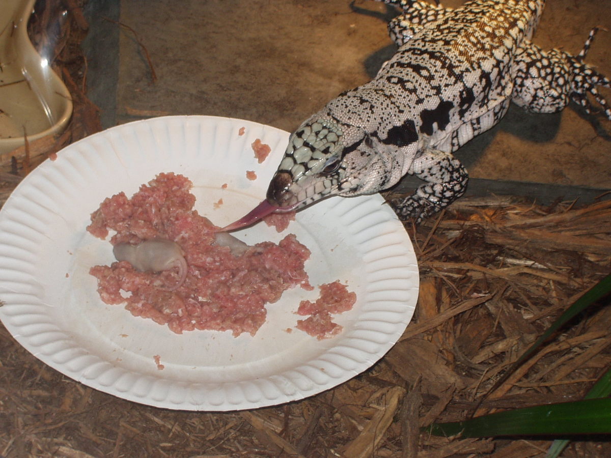 meal time
