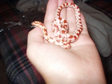 my corn