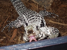 my curious tegu