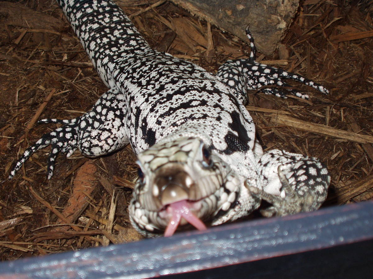my curious tegu