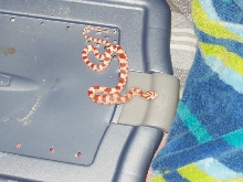 my new corn