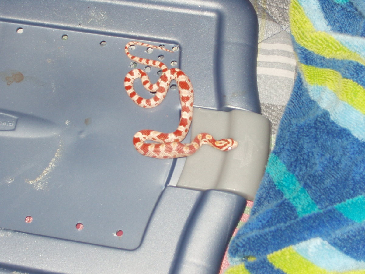 my new corn