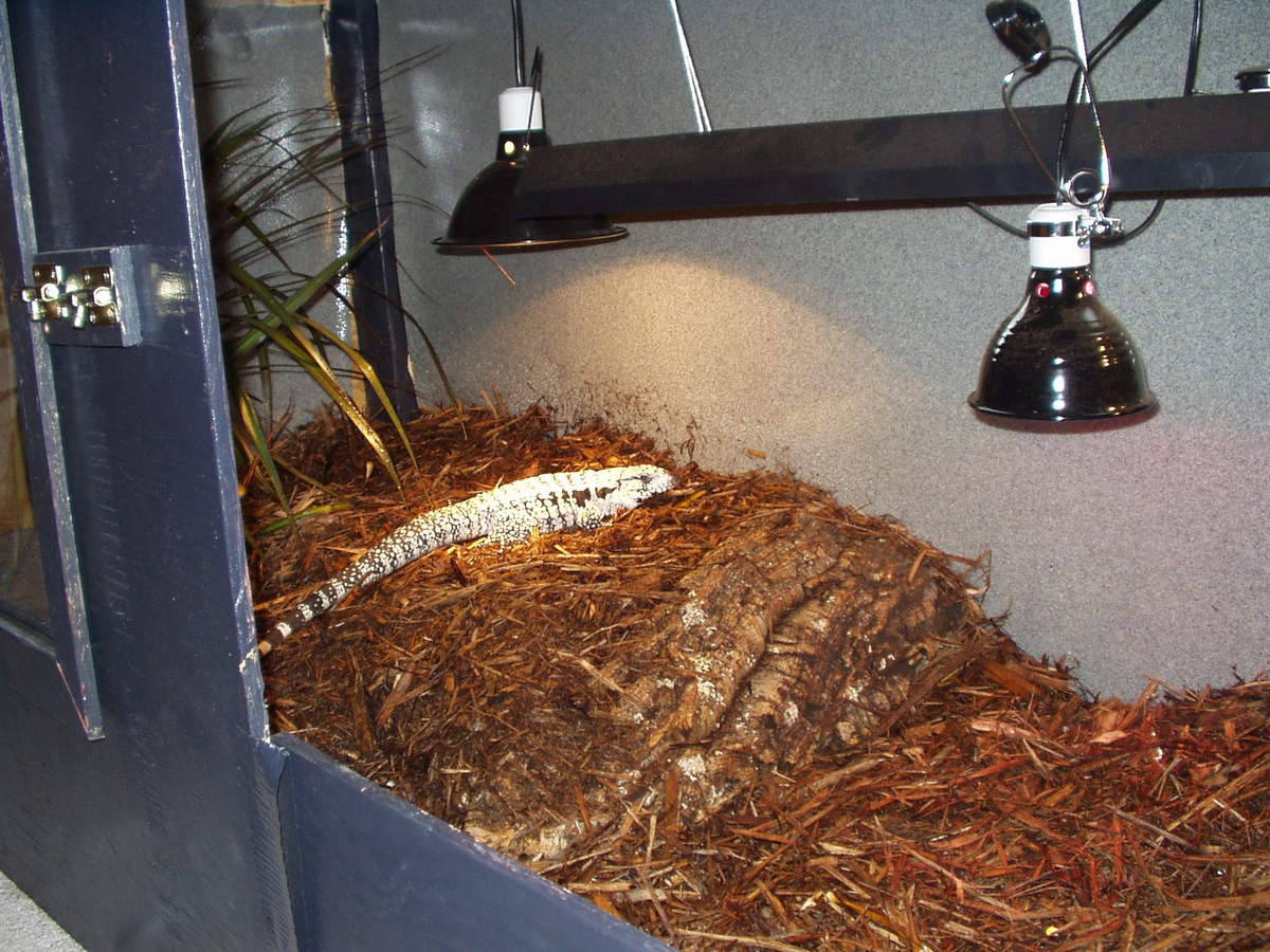 my tegu