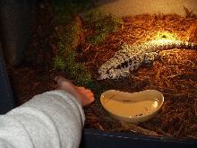 Blue tegu