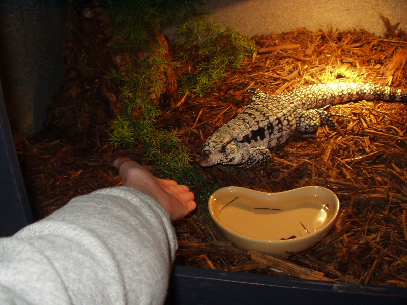 Blue tegu