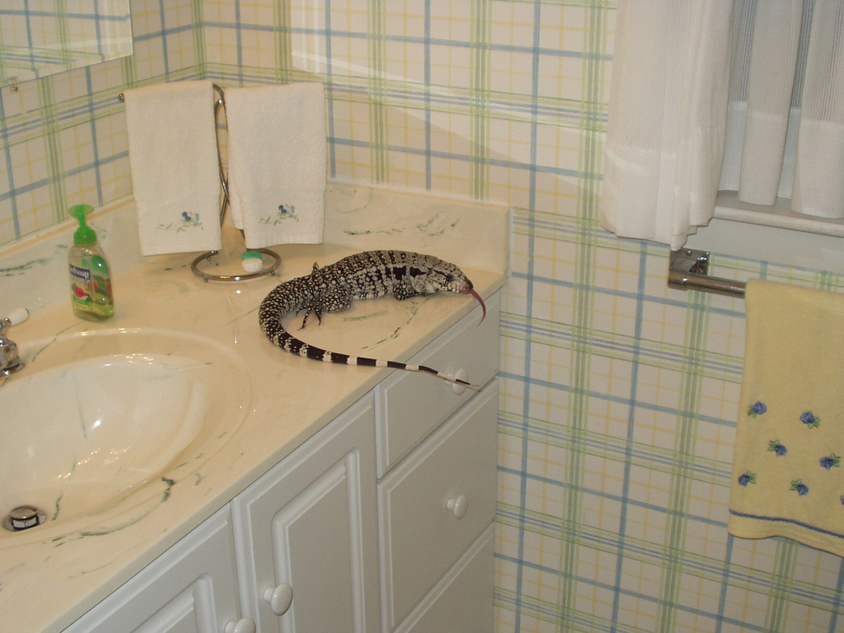 tegu in bathroom