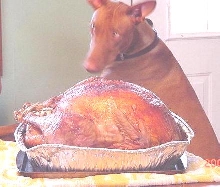 A boy & His Turkey