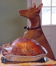 TURKEY BOY!